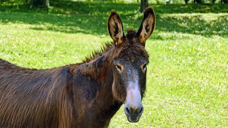 México: Un ladrón roba un burro y solicita un insólito rescate