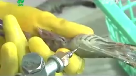 ¿Sabe lo que come? Esto hacen con los langostinos para que aparenten un mayor tamaño 