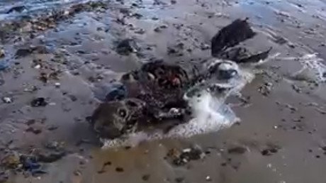 Video: Asegura haber descubierto el cadáver de una sirena