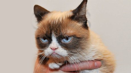 ¿Tienen miedo de los gatos? El Estado Islámico prohíbe la cría de felinos