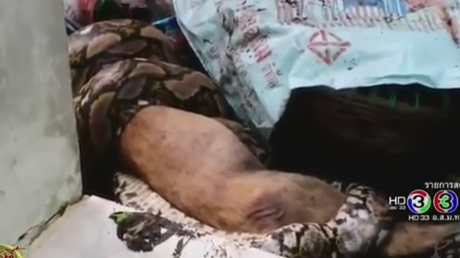 Una monstruosa serpiente devora poco a poco a un perro