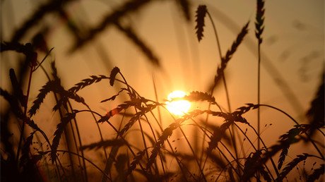 Putin: "2016 será el mejor año de cosecha de grano en la historia de la Rusia moderna"