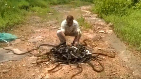 Impresionante video: Un encantador de serpientes libera a 285 reptiles a la vez