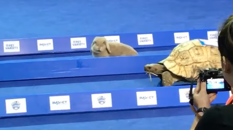 'La liebre y la tortuga' se enfrentan en la vida real: ¿quién gana?... No se lo pierda