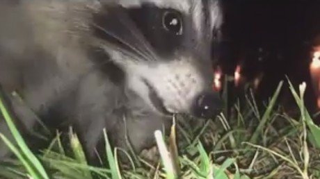 Lo más viral del día: Un mapache roba un teléfono y se graba en video