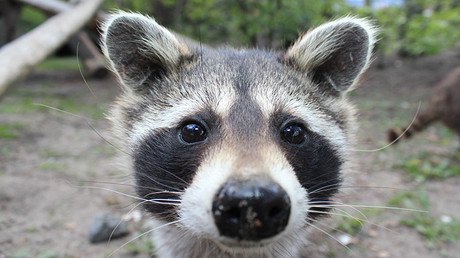 Un mapache roba un teléfono a un estadounidense y graba un video