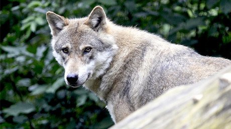 Adoptó un perro sin saber lo que realmente era (VIDEO)