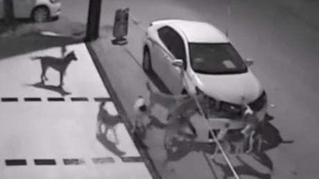 Venganza canina: Varios perros intentan destruir un auto a mordiscos