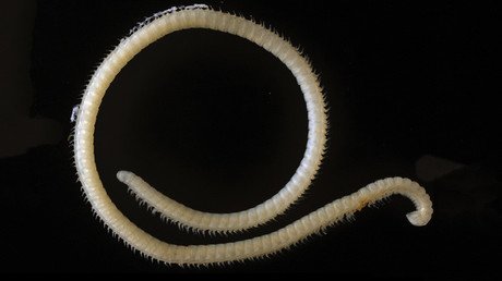 Hallan una desconocida criatura venenosa con 414 pies y cuatro penes (VIDEO)