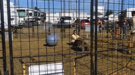 Momento terrorífico: un tigre de circo ataca a su domadora frente a un grupo de escolares