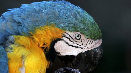 Kuwait: Un loro le contó a su dueña que su esposo le era infiel