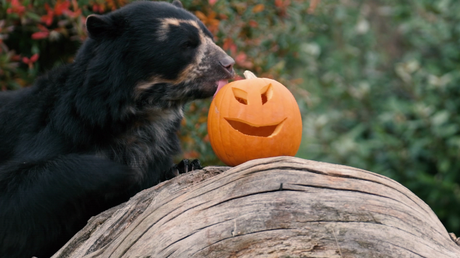 ¿Truco o trato?: animales de un zoo británico reciben regalos de Halloween