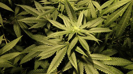 El cannabis mejora la visión nocturna