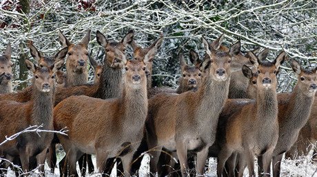 La peor extinción desde los dinosaurios: casi el 70% de los animales salvajes desaparecerá para 2020