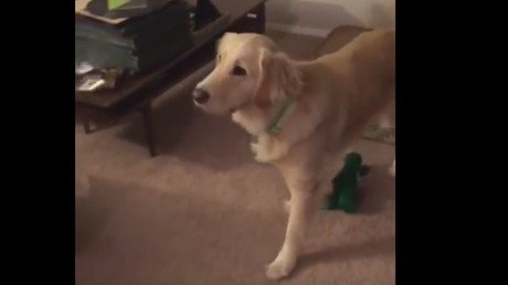 Se viste como el juguete favorito de su perro y la reacción del animal no tiene precio