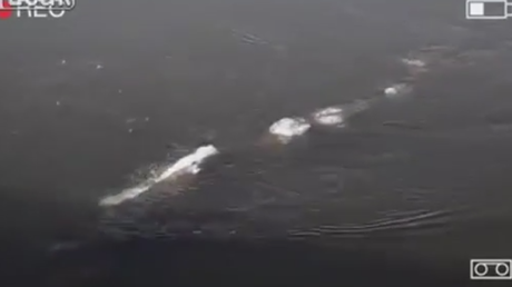 Funcionario de EE.UU. incendia la Red: Graba un monstruo parecido al del Lago Ness