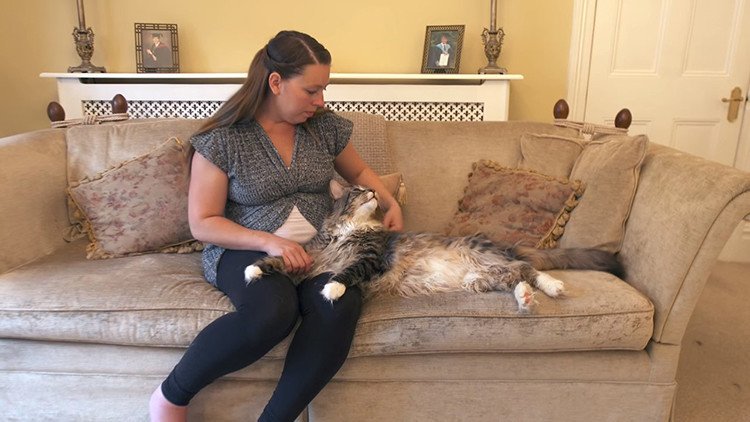 Conozca a Ludo, el gato más largo del mundo