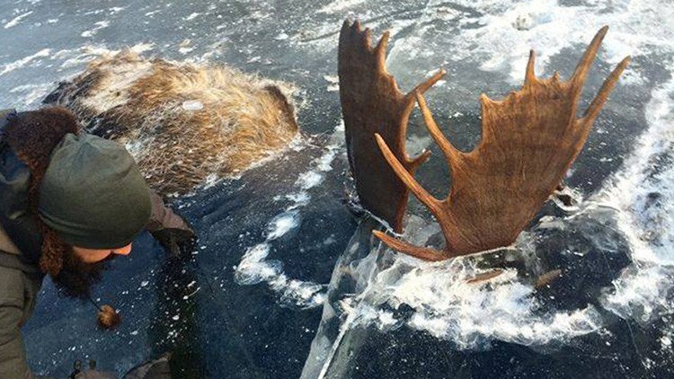 Fotos: Hallan dos alces congelados en un río de Alaska