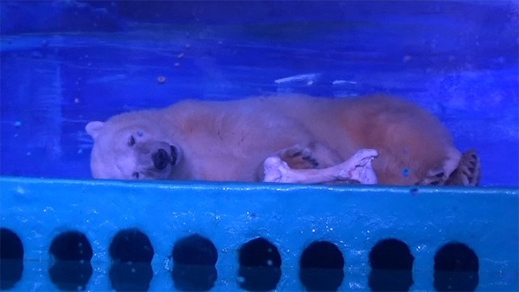 La osa "más triste del mundo" será reenviada a su lugar de nacimiento (VIDEO)