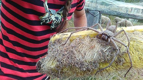 Foto escalofriante: ¿Es la araña más grande que se haya fotografiado jamás?