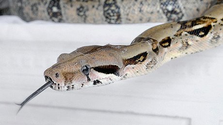Serpiente voladora: una enorme víbora sorprende a los pasajeros de un vuelo en México (VIDEO)