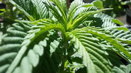 Pierde la custodia de su hija luego de tratarla con mantequilla de marihuana