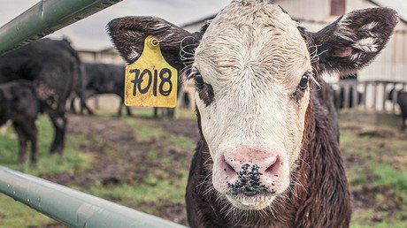 "El infierno oculto por la industria": Revelan las atrocidades de un matadero francés (video)