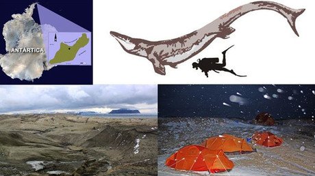 Descubren al depredador marino más grande de la Antártida