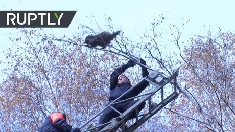 ¡Humanos, déjenme en paz! Este mapache prefiere caer para que no le toquen los rescatadores