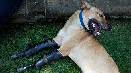 VIDEO: Un perro torturado que sobrevivió a Los Zetas 'llega' al Congreso mexicano