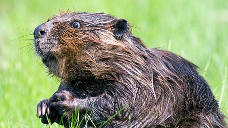 10 personas exterminarán a 100.000 castores en Argentina y Chile