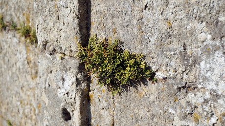 FOTOS: La extraña cuenta de Instagram que hipnotiza a los rusos