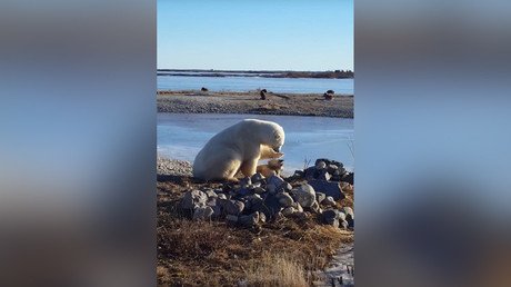 Un oso polar acaricia a un perro de trineo