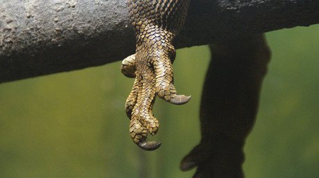 ¿Es un chupacabras?: En Rusia hallan el cuerpo de un animal desconocido