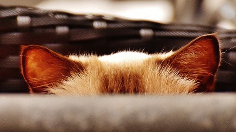 Presentan en Rusia un raro felino que cuesta más de 23.000 dólares (VIDEO)