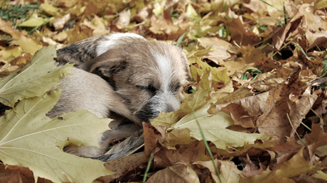 Ojo por ojo…: una mujer cuelga a un perro para vengarse (Foto explícita)