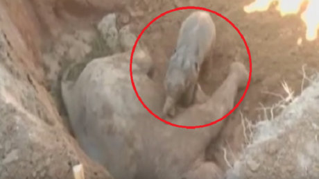 Conmovedor video: Un pequeño elefante se resiste a abandonar a su madre muerta