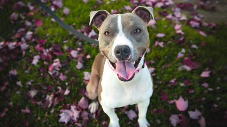 Un perro 'congelado' en un 'mannequin challenge' hace arder Instagram (VIDEO)