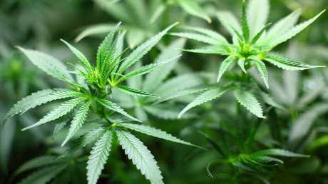 Científicos: La marihuana puede tener un impacto negativo en la salud mental