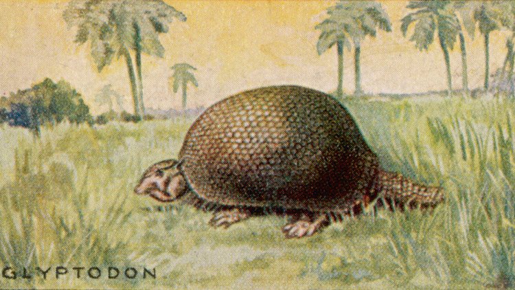 Hallan en Argentina los restos de un gliptodonte enterrado hace 10.000 años