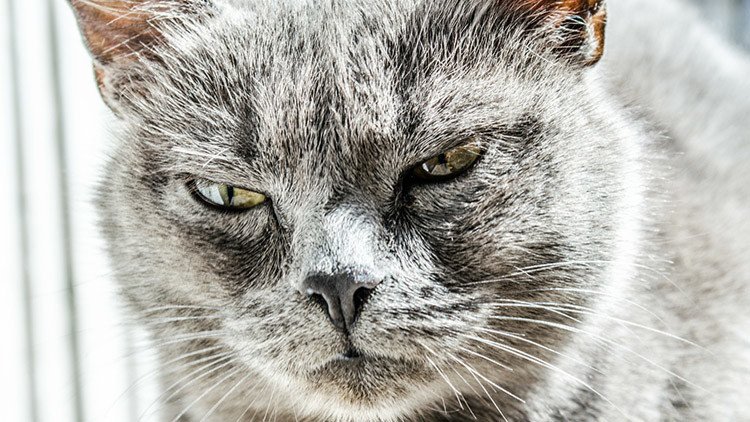 Las principales amenazas que afrontará el mundo en 2017 según Bloomberg