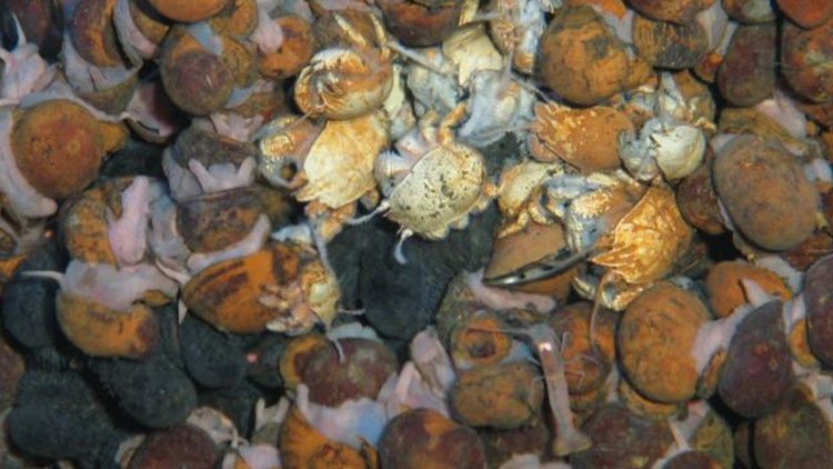 Descubren extrañas formas de vida submarina a 2.800 metros de profundidad (FOTO)