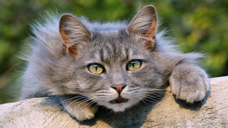 FOTOS: Así es el gato regalado por Putin a Japón