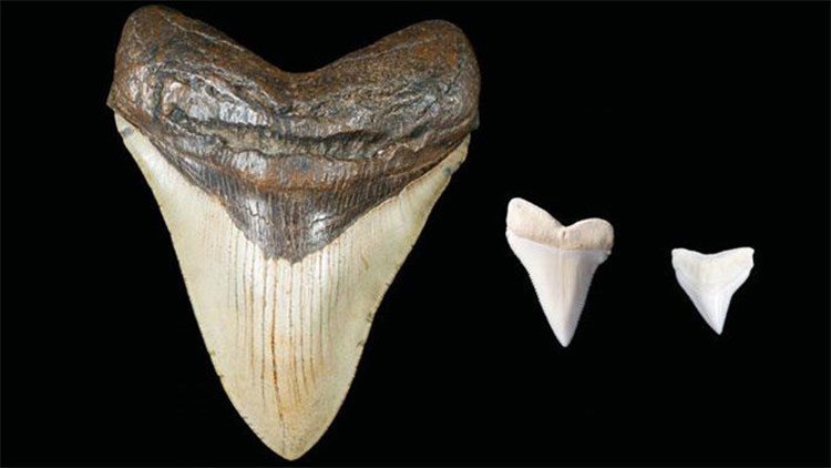 Revelan qué monstrúo prehistórico pudo inspirar los mitos marinos de los mayas