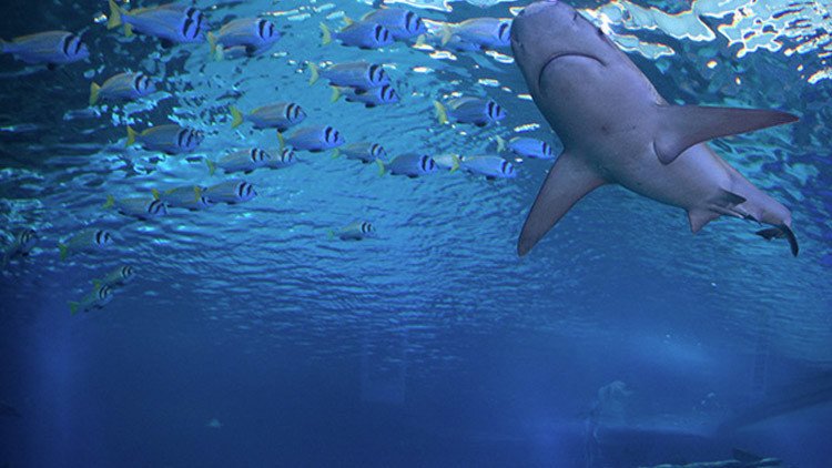 Monstruos marinos: marinero ruso comparte imágenes de los animales más raros que pesca (FOTOS)