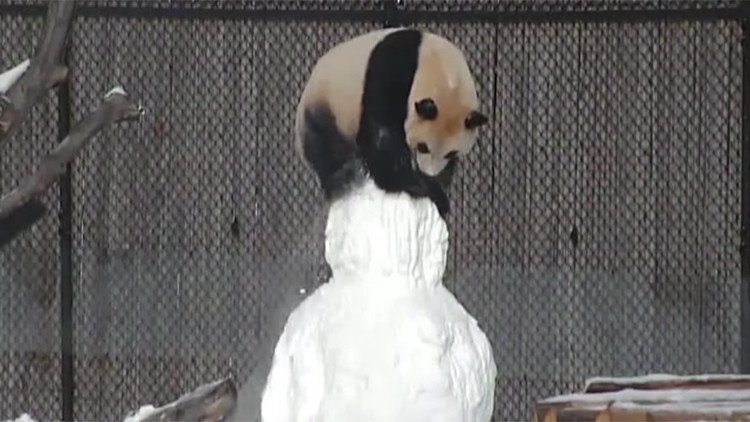 Un panda contra un muñeco de nieve: batalla digna de MMA