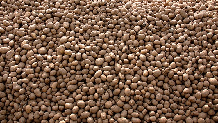 Esto es lo que pasa si comes solo patatas durante un año (Fotos)