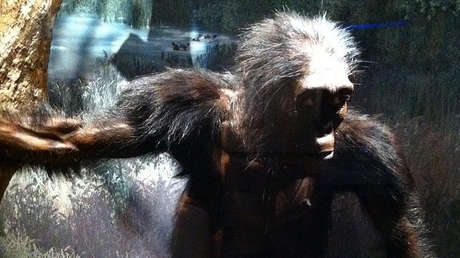 Descubren nuevos detalles de la vida de nuestro ancestro más famoso