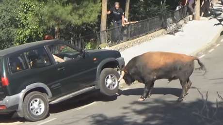 Un toro cornea un todoterreno 