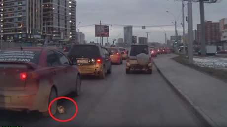 Un gatito escapa por los pelos de una muerte segura